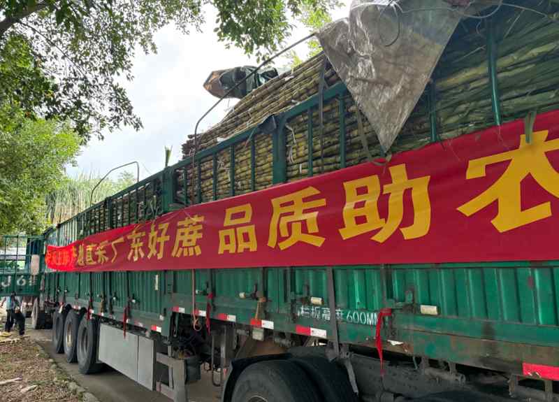 从田间到货架：京东折扣超市用数据驱动黄皮甘蔗日销万根