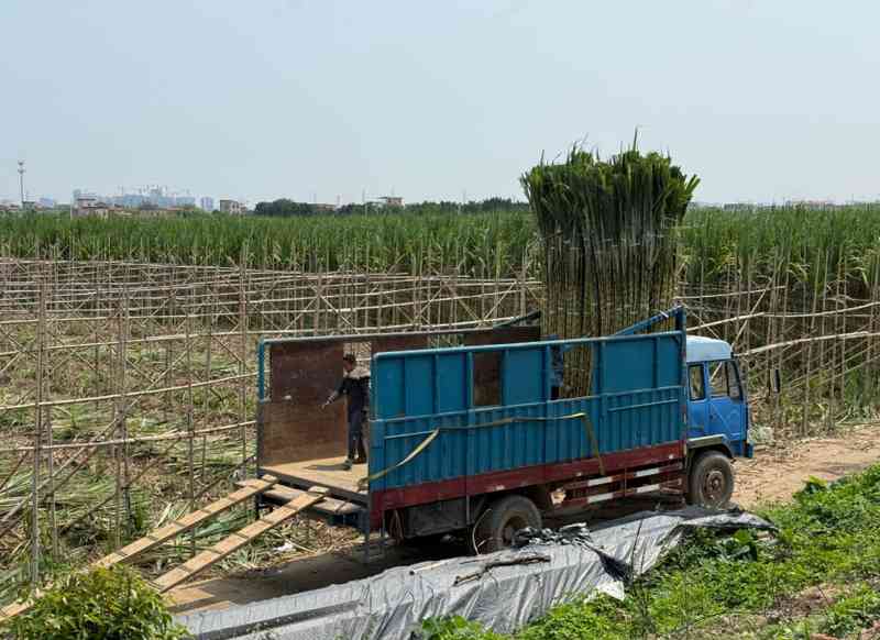  从田间到货架：京东折扣超市用数据驱动黄皮甘蔗日销万根 企业服务