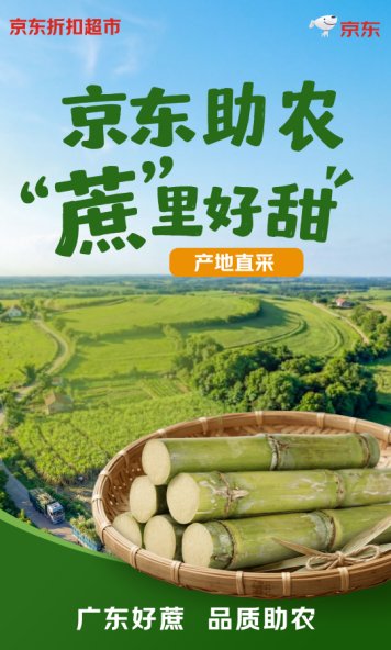  从田间到货架：京东折扣超市用数据驱动黄皮甘蔗日销万根 企业服务