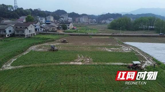 那片曾经荒着的田，终于等来了它的春天 文化旅游