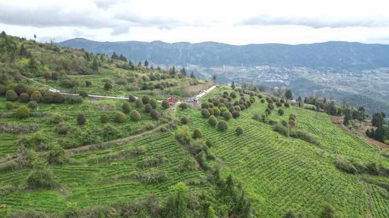  贵州思南茶产业品质管控深度解析：18.89万亩茶园如何炼成"黄金叶" 文化旅游