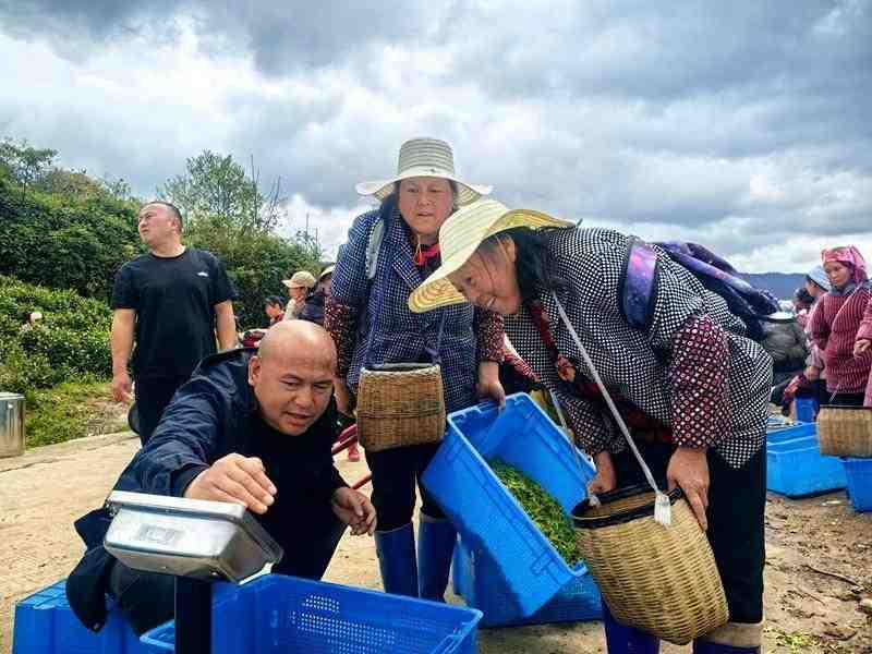  贵州思南茶产业品质管控深度解析：18.89万亩茶园如何炼成"黄金叶" 文化旅游