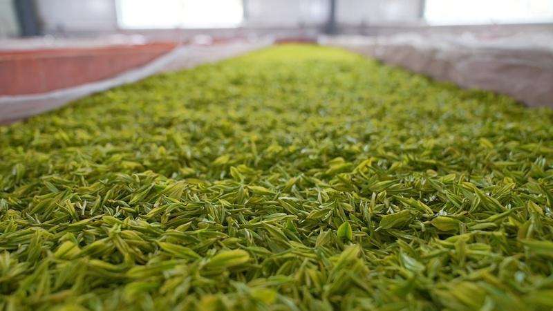  贵州思南茶产业品质管控深度解析：18.89万亩茶园如何炼成"黄金叶" 文化旅游