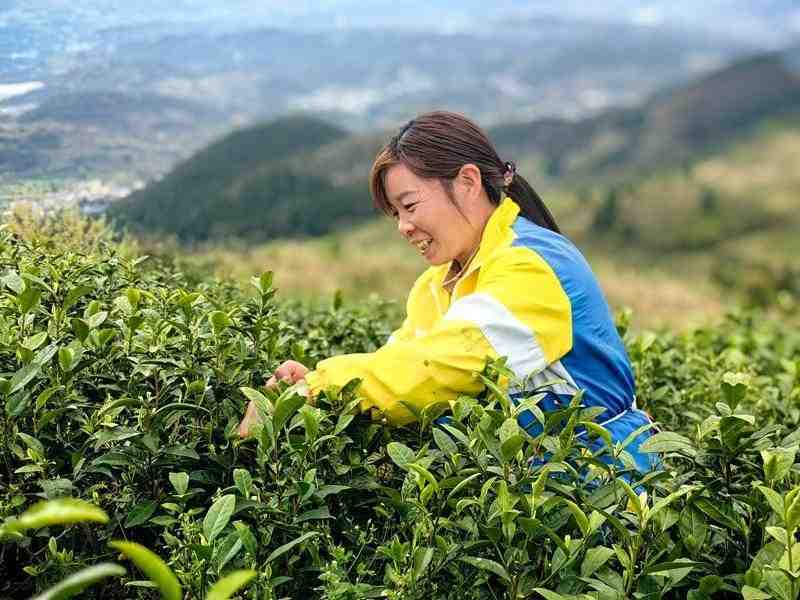  贵州思南茶产业品质管控深度解析：18.89万亩茶园如何炼成"黄金叶" 文化旅游