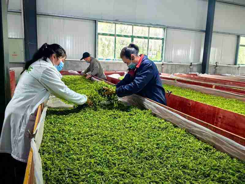  贵州思南茶产业品质管控深度解析：18.89万亩茶园如何炼成"黄金叶" 文化旅游