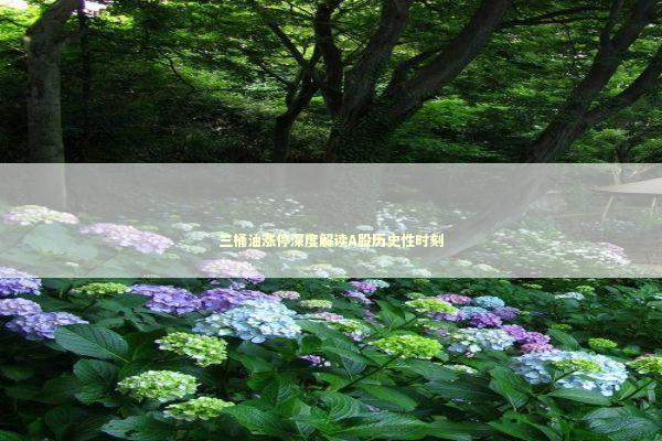 三桶油涨停深度解读A股历史性时刻